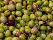 Venta finca en Mendoza con Olivares en produccion. Con...