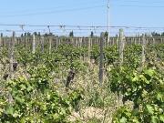 VENTA FINCA EN PRODUCCION TRES PORTEÑAS