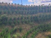 VENTA FINCA EN SAN VICENTE FERRER, ANTIOQUIA