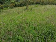 Venta finca ganadera y agrícola Amagá