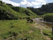Venta Finca Ganadera y Agrícola San Roque Antioquia