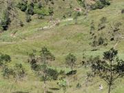 Venta Finca Ganadera y Agrícola Santo Domingo Antioquia