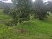 VENTA FINCA, VEREDA CHUSCALITO, SAN PEDRO DE LOS MILAGROS