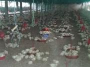 Venta granja avicola