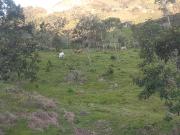 Venta Lote Ganadero con buenas Aguas en Cocorná Antioquia