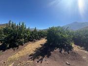 VENTA PARCELA 19 HECTÁREAS LIMONEROS, ALICAHUE, CABILDO