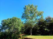 Venta Parcela 5000 m² Camino Las Lomas