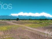 VENTA PARCELA DE VIÑEDO PROPIO 40 M LINEALES EN VALLE DE...