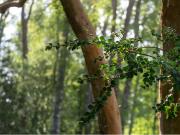 Venta Parcela Villarrica Ñancul