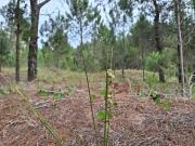 VENTA PERMUTA TERRENO BARRIO SERENA, VILLAROBLES