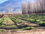 VENTA PREDIO AGRÍCOLA CON MANEJO ORGÁNICO TIL TIL