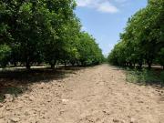 VENTA RANCHO CITRICOLA EN CADEREYTA