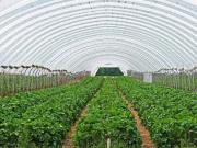 Venta Rancho para Cultivo en Invernadero, Morelos