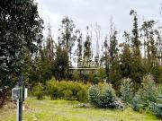 VENTA SITIO BOSQUES DE QUILEN, MAITENCILLO