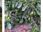 VENTA TERRENO AGRICOLA CHECA TUMBACO