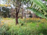 VENTA TERRENO AVANDARO TERRENO LOS PINOS
