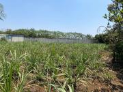 TERRENO EN VENTA EN COATEPEC, VERACRUZ