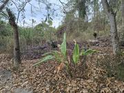 Venta Terreno en La Lagunita. El Hatillo. 014