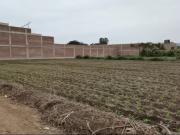 VENTA TERRENO EN LURIN 2,500M2