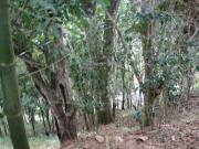 VENTA Terreno Urb. Sabaneta El Hatillo