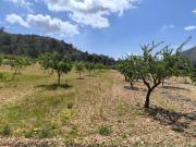 Venta Terrenos Orihuela Alicante DS91453550