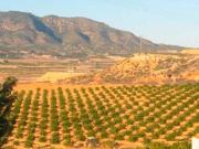 Venta Terrenos Torre Pacheco Murcia DS87877417
