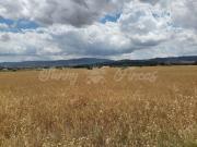 Venta Terrenos Yecla Murcia DLS93373425