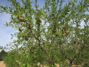 Venta Terrenos Yecla Murcia DLS95038770