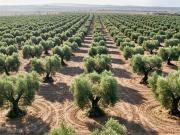 Venta Villa Seville Andalucía DLS89040433