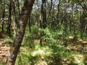 Venta/Terreno/Las Estacas
