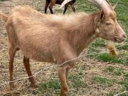 Vente Exploitation Agricole 250 m2 Langon