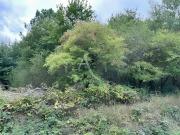 Vente Forêt La Breille les Pins