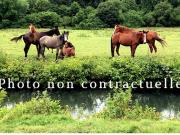 Vente Maison 10 pièces 170 m2 Erstein