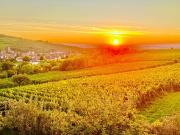 Vente Maison 15 pièces 295 m2 Ribeauville