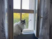 Vente Maison 3 pièces 63 m2 Saint Apollinaire de Rias