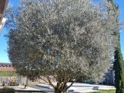 Vente Maison 6 pièces 103.88 m2 Bouloc