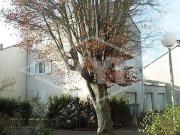 Vente Maison 6 pièces 118 m2 Combs la Ville
