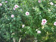 Vente Maison 6 pièces 216 m2 Bourg la Reine