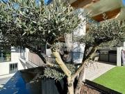 Vente Maison 6 pièces 293.36 m2 Lons