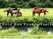 Vente Propriété 10 pièces 170 m2 Molsheim