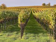 Vente Propriété 10 pièces 390 m2 Albi