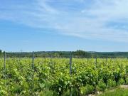 Vente Propriété viticole Bordeaux | 2 350 000 € | 67 HA