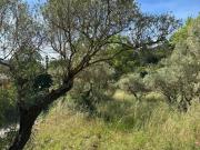 Vente Terrain 1200 m2 Carnoules