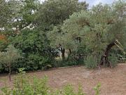 Vente Terrain 1030 m2 Chateaurenard