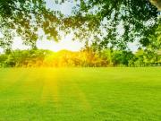 Vente Terrain 1139 m2 Courtisols