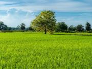 Vente Terrain 1499 m2 Allassac