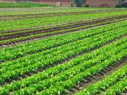 Vente terrain 36000 m² à Casablanca