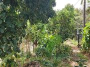 Vente Terrain 400 m2 Bois De Nefles Saint Paul