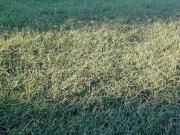 Vente Terrain 407 m2 Baho