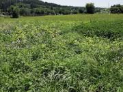 Vente Terrain 4357 m2 Montagnac d'Auberoche